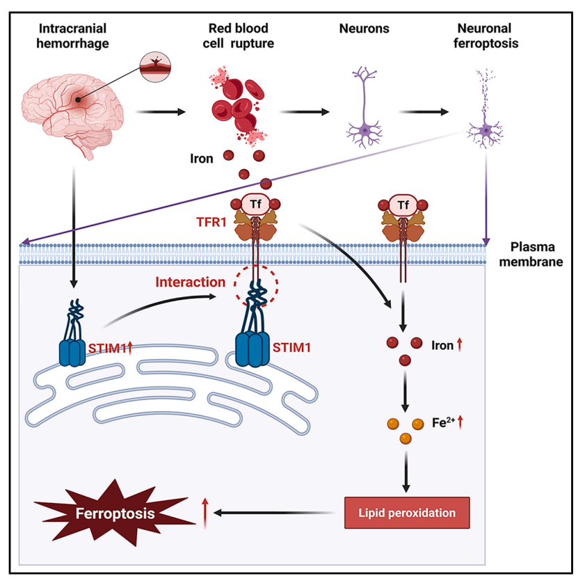 STIM1 regulates iron homeostasis and promotes neuronal ferroptosis to aggravate cerebral hemorrhage